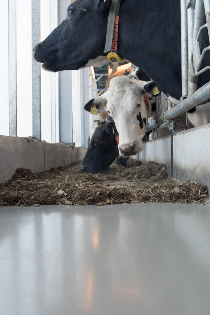 Kühe fressen aus einem beschichteten Futtertisch