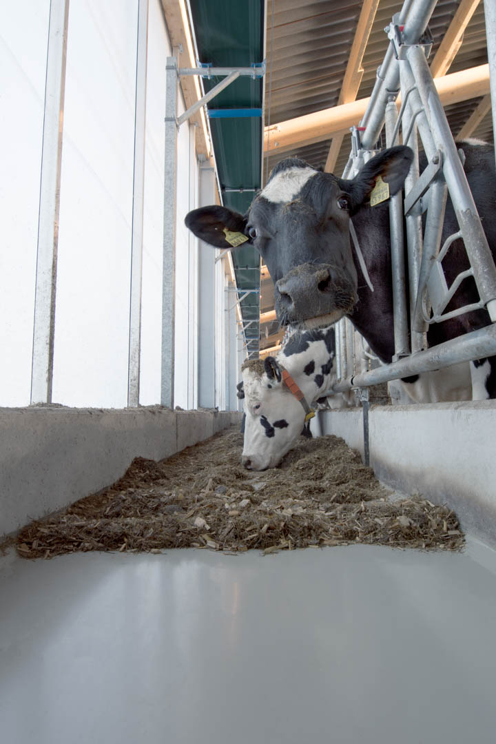 Kühe fressen aus einem beschichteten Futtertisch